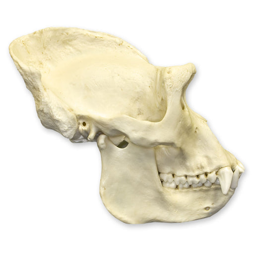 Replica Lowland Gorilla Skull