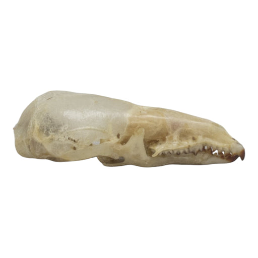 Real Pribilof Island Shrew Skeleton