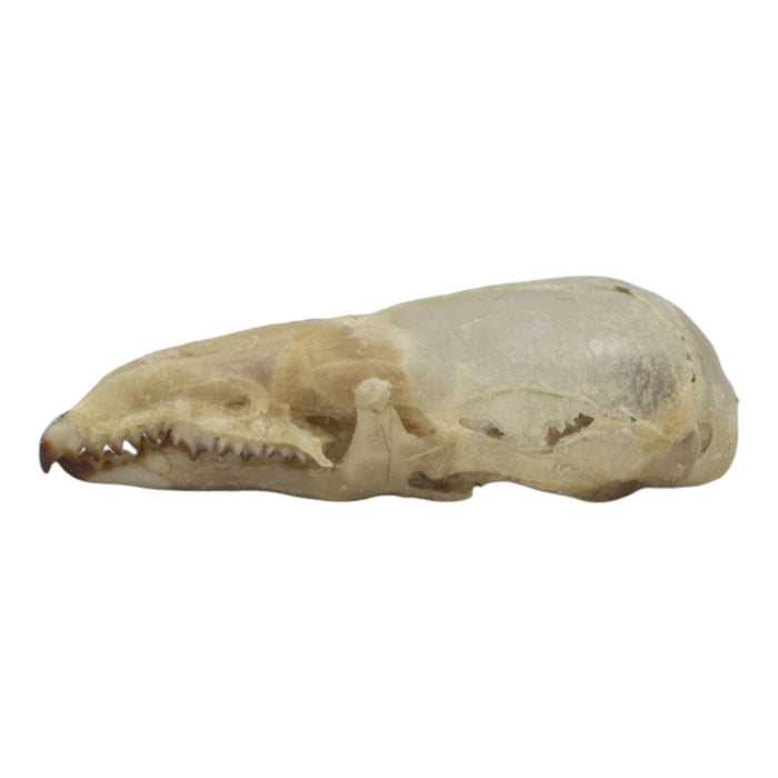 Real Pribilof Island Shrew Skeleton