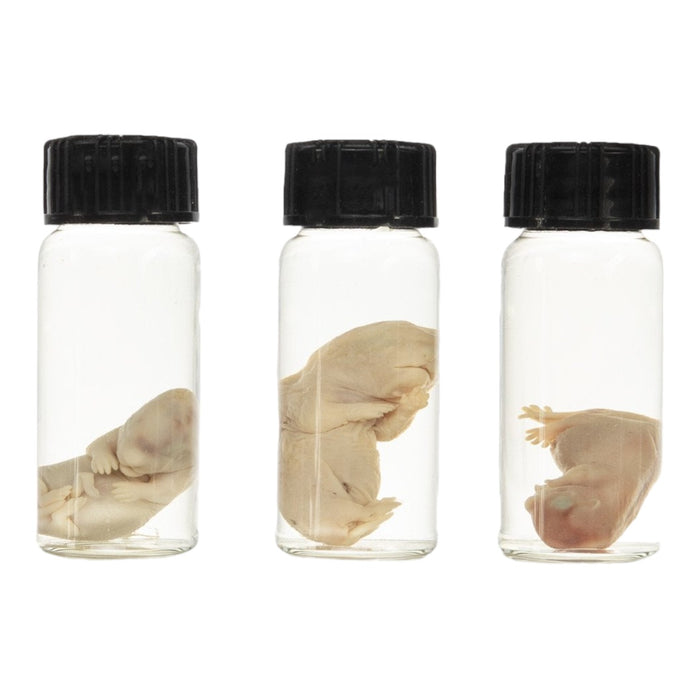 Real Squirrel Wet Specimen - Juvenile (Single)