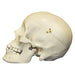 Replica Human Male Adolescent Skull with Calvarium Cut