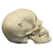 Replica Human Male Adolescent Skull with Calvarium Cut