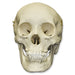 Replica Human Male Adolescent Skull with Calvarium Cut