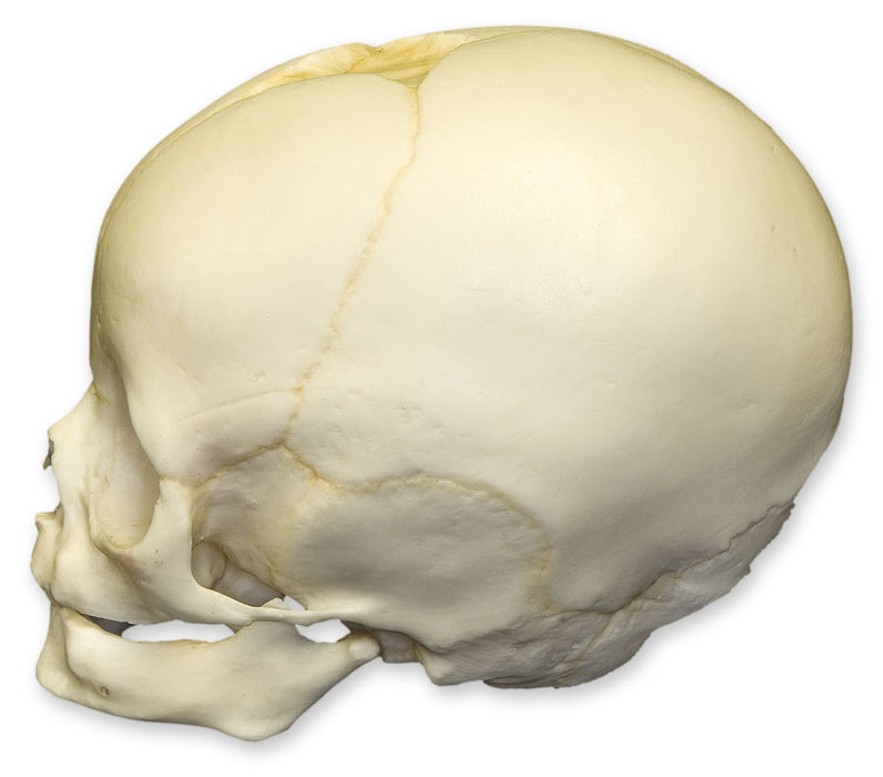 Human Skull Cranium Exact Replica 1:1 Life Size Real Human Anatomy