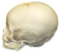 Replica 4-month-old Human Child Skull