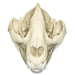 Replica Giant Panda Skull - Adolescent