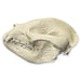 Replica Giant Panda Skull - Adolescent