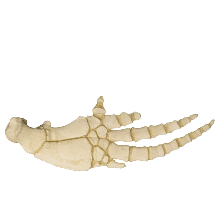 Replica Bottle-nosed Dolphin Pectoral Fin