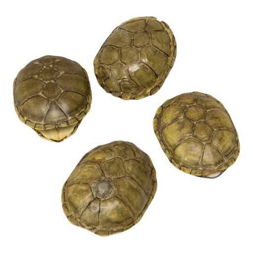 Real Yellow Mud Turtle Shell - Single