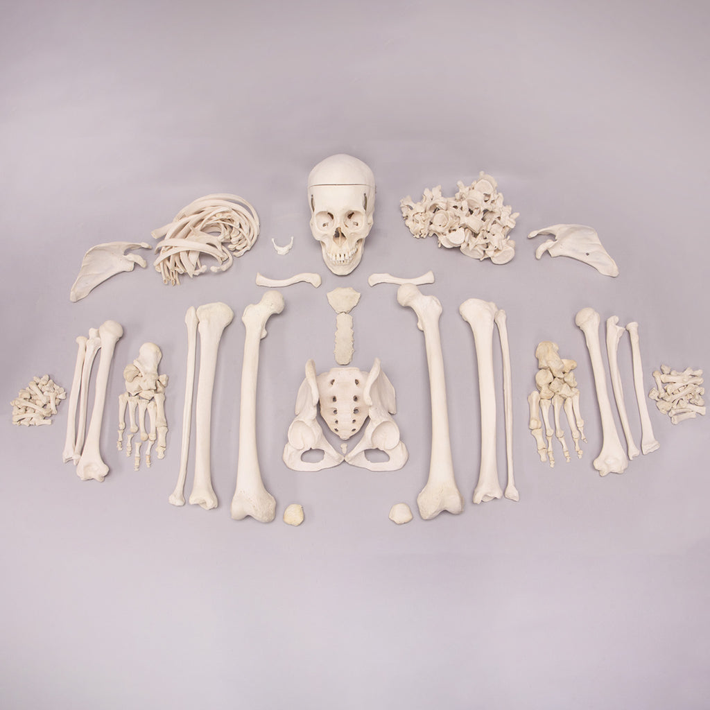 Real Fish Economy Skeleton For Sale — Skulls Unlimited International, Inc.