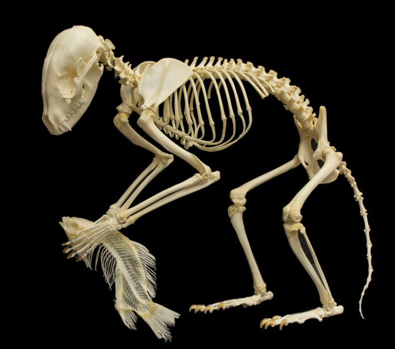 Real Raccoon and Fish Skeletons - Articulated