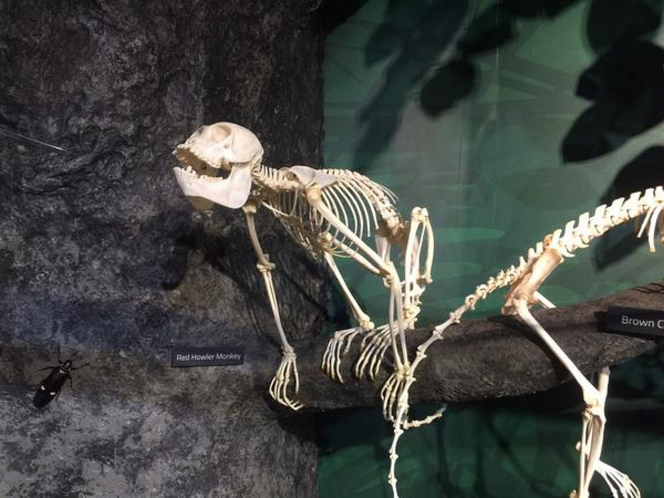 Real Columbian Red Howler Monkey Skeleton - Articulated