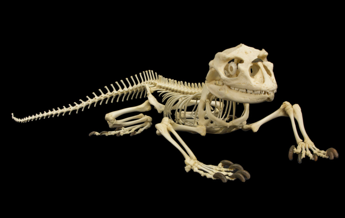 Real Rhinoceros Iguana Skeleton - Articulated