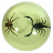 Real Fighting Scorpion and Spider in Acrylic Dome