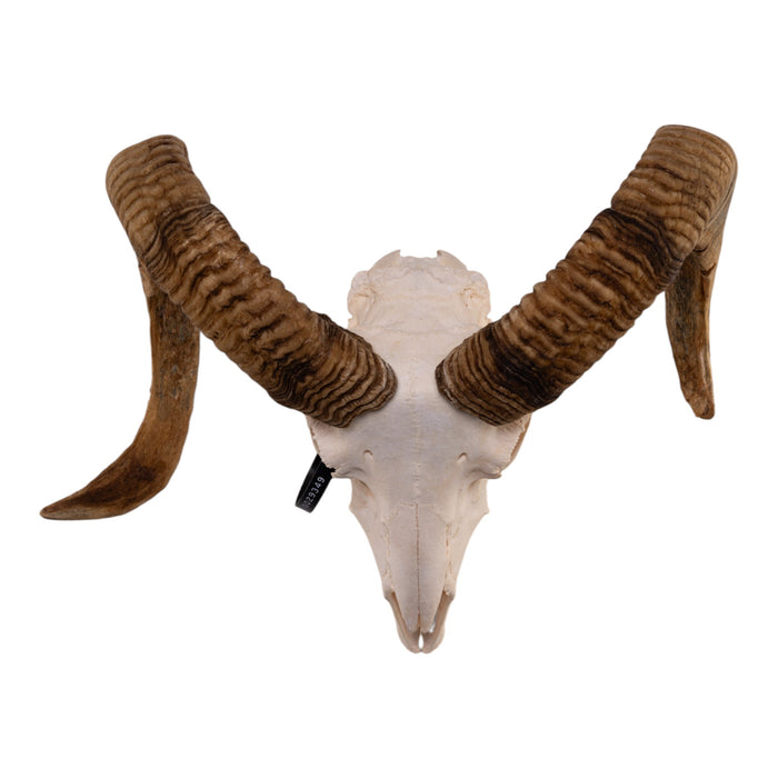 Real Domestic Ram Skull