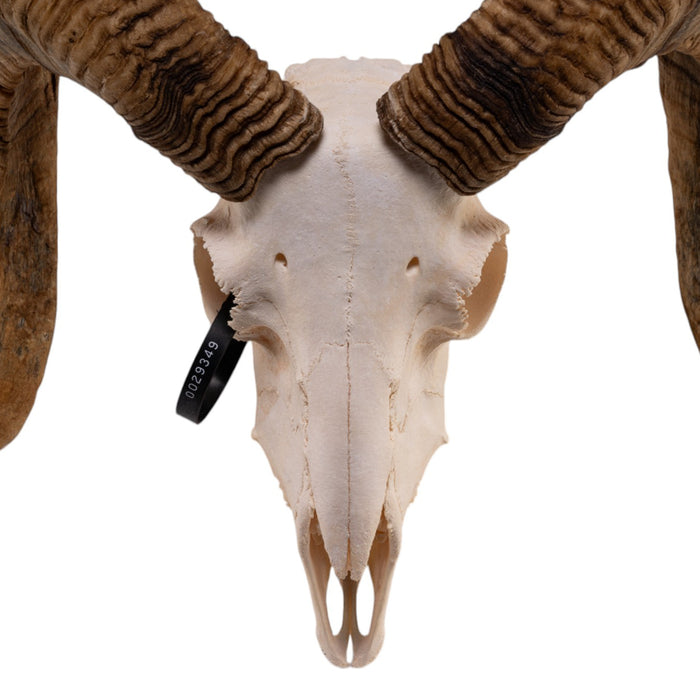 Real Domestic Ram Skull