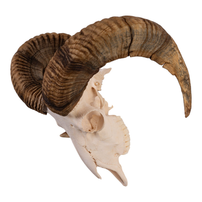 Real Domestic Ram Skull