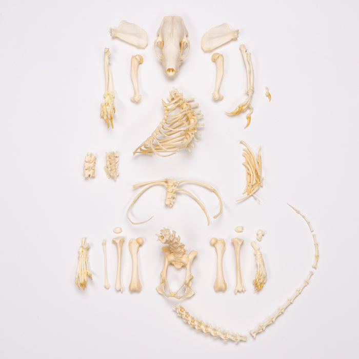 Real Striped Skunk Skeleton - Disarticulated