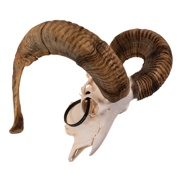 Real Domestic Ram Skull