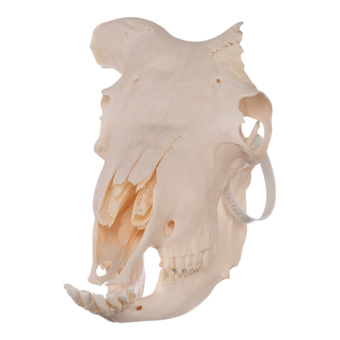 Real Aoudad Skull without Horns