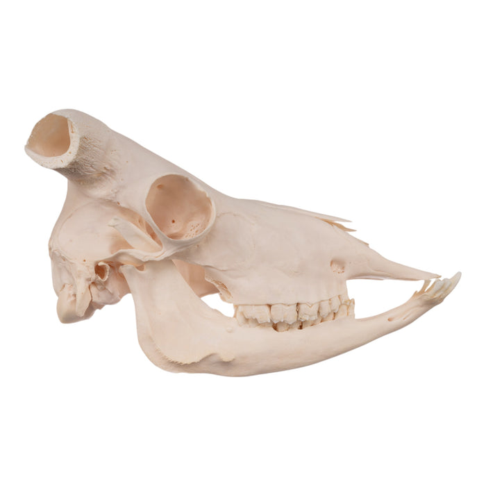 Real Aoudad Skull without Horns