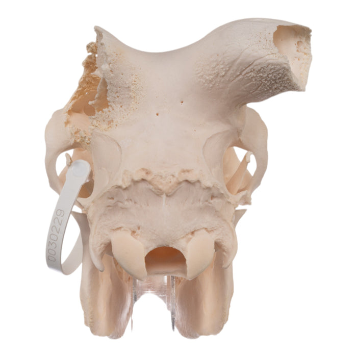 Real Aoudad Skull without Horns