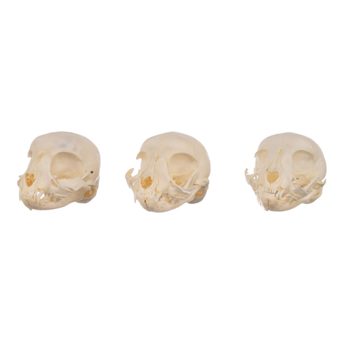 Real Bag-O-Domestic Cat Skulls