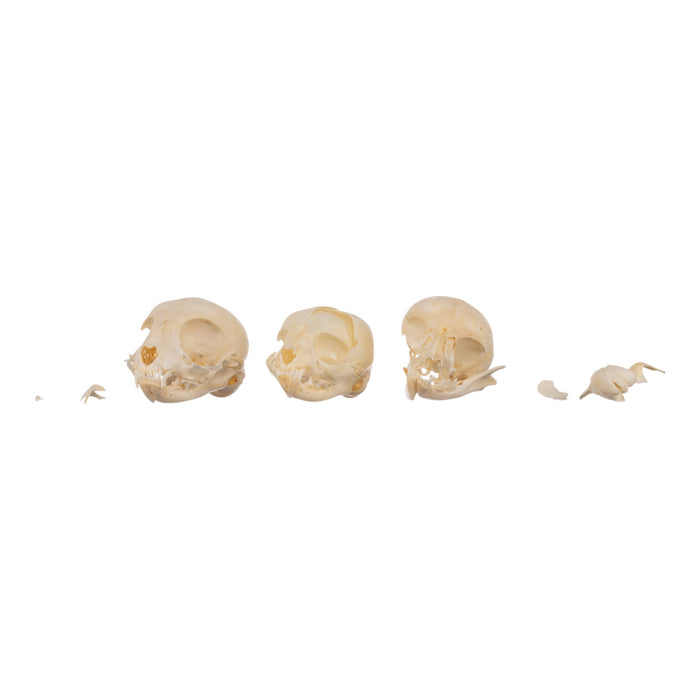 Real Bag-O-Domestic Cat Skulls