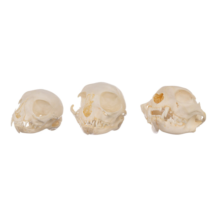 Real Bag-O-Domestic Cat Skulls