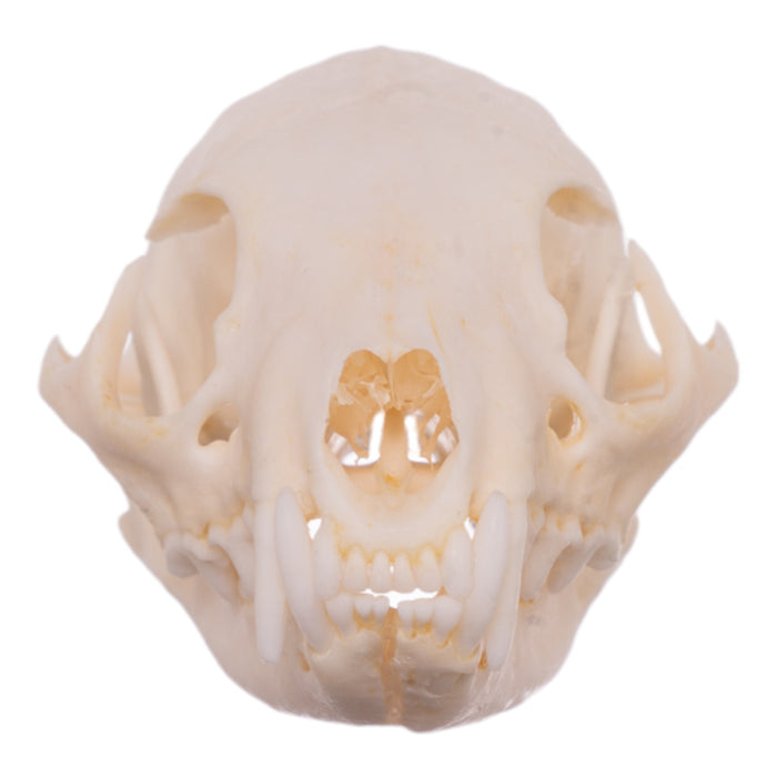 Real African Grey Mongoose Skull