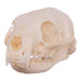 Real African Grey Mongoose Skull