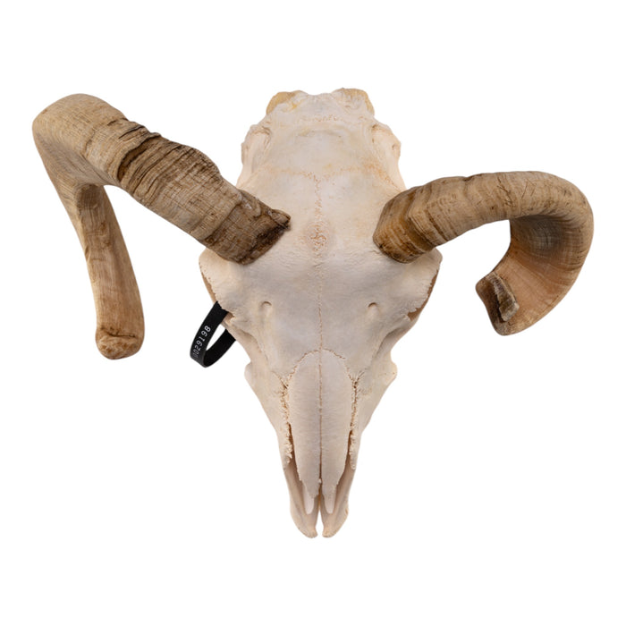 Real Domestic Ram Skull