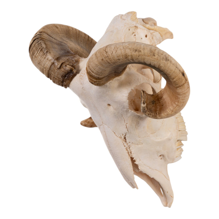 Real Domestic Ram Skull