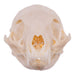 Real African Grey Mongoose Skull