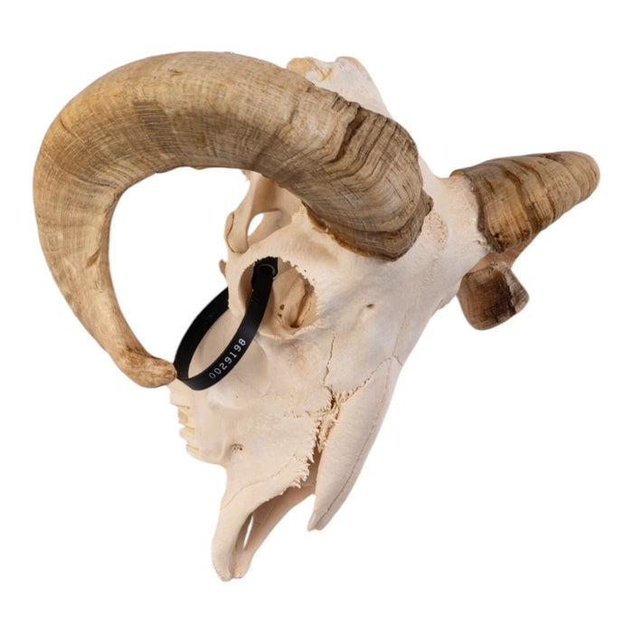 Real Domestic Ram Skull