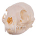 Real African Grey Mongoose Skull