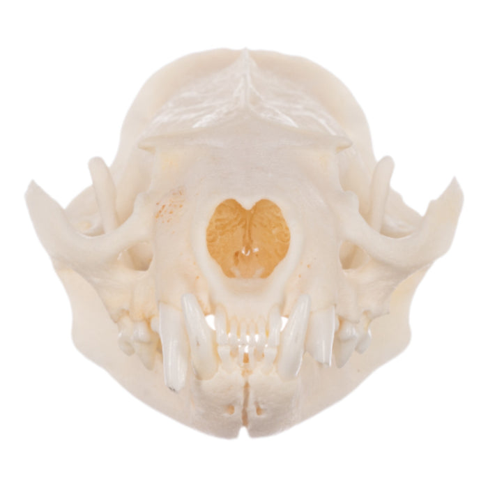 Real Mink Skull - Pathology