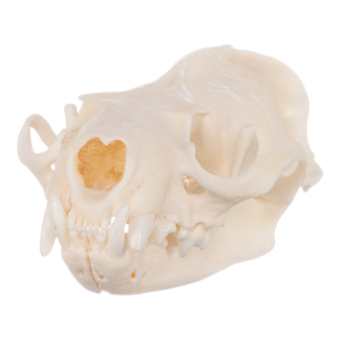 Real Mink Skull - Pathology