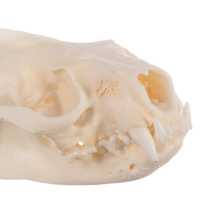 Real Mink Skull - Pathology