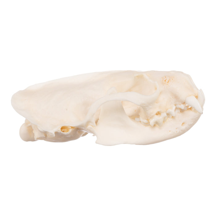 Real Mink Skull - Pathology