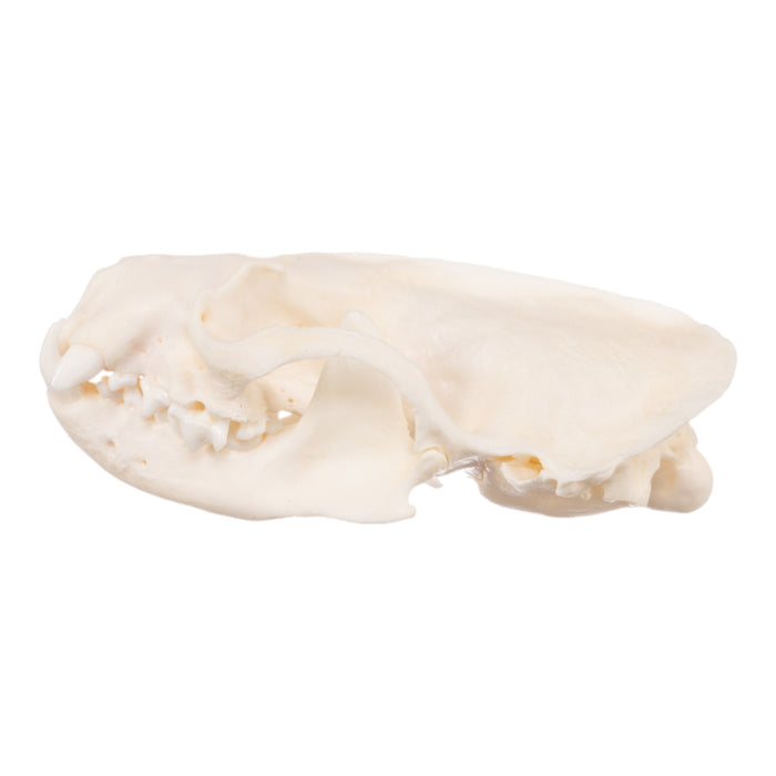 Real Mink Skull - Pathology