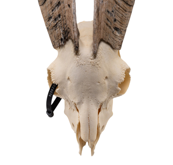 Real Domestic Goat Skull