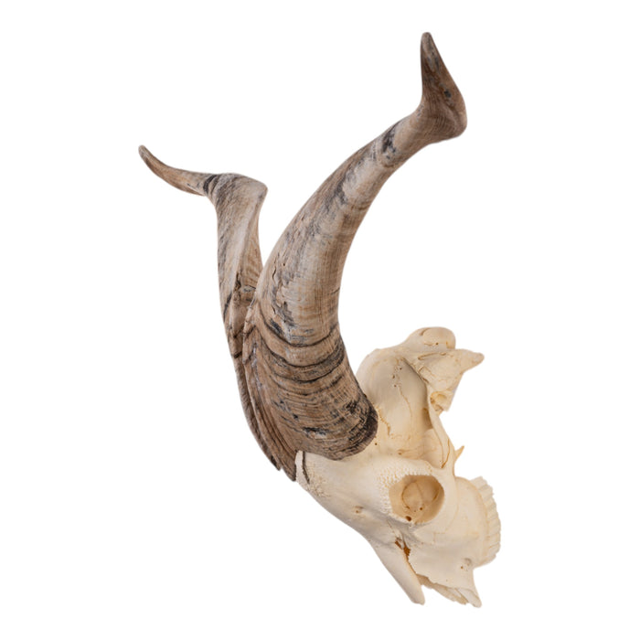 Real Domestic Goat Skull