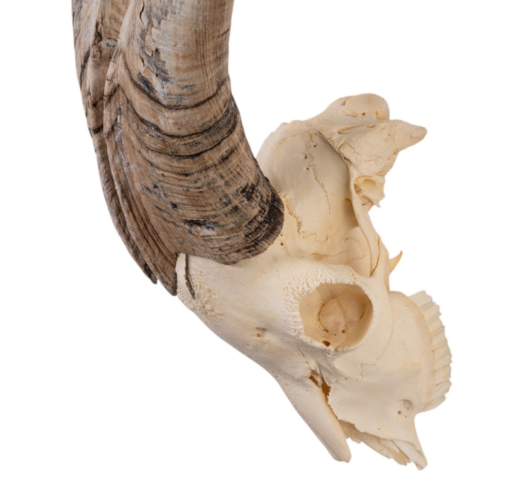 Real Domestic Goat Skull