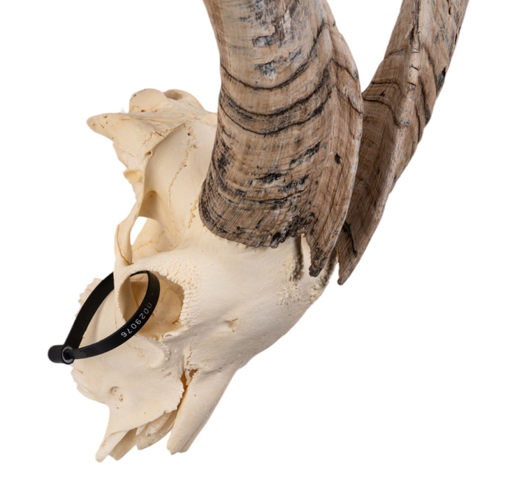 Real Domestic Goat Skull