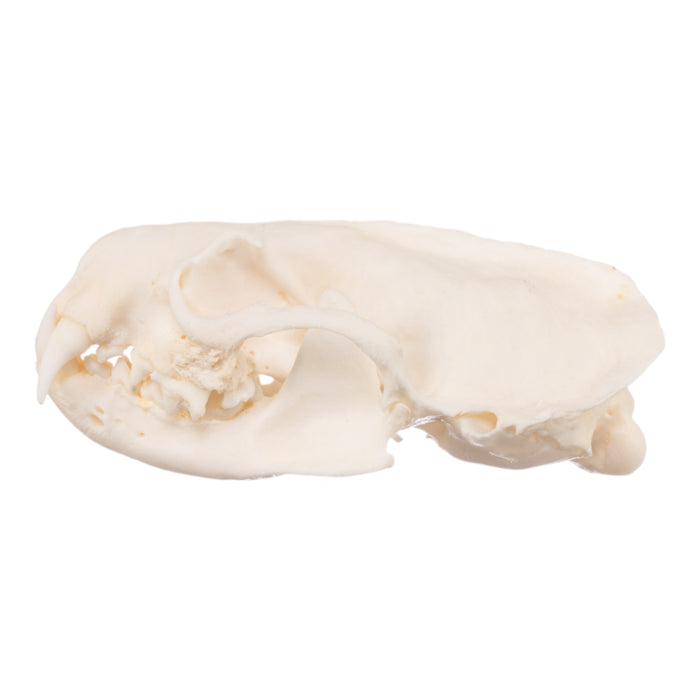 Real Mink Skull - Pathology