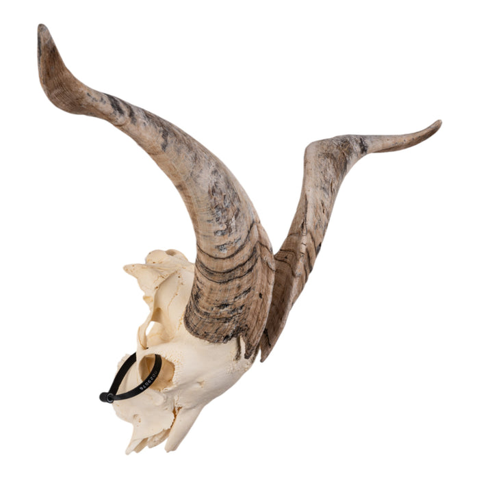 Real Domestic Goat Skull