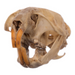 Real California Vole Skull