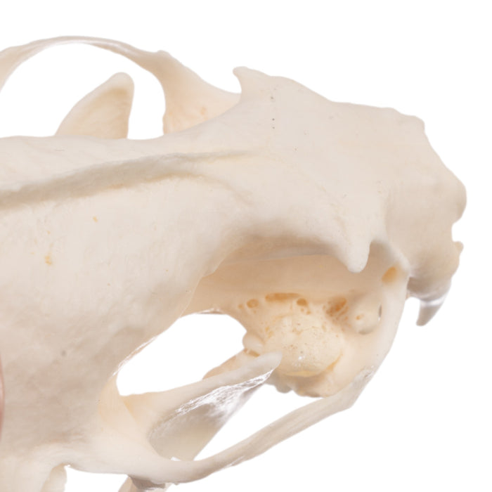 Real Mink Skull - Pathology