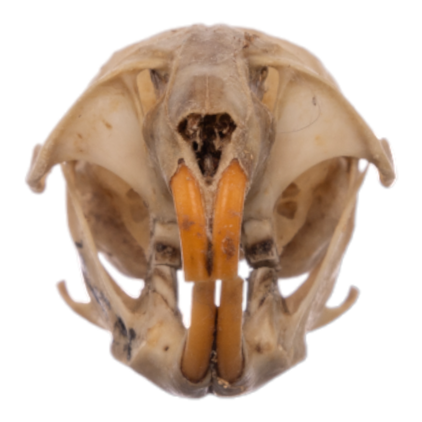 Real California Vole Skull For Sale — Skulls Unlimited International Inc